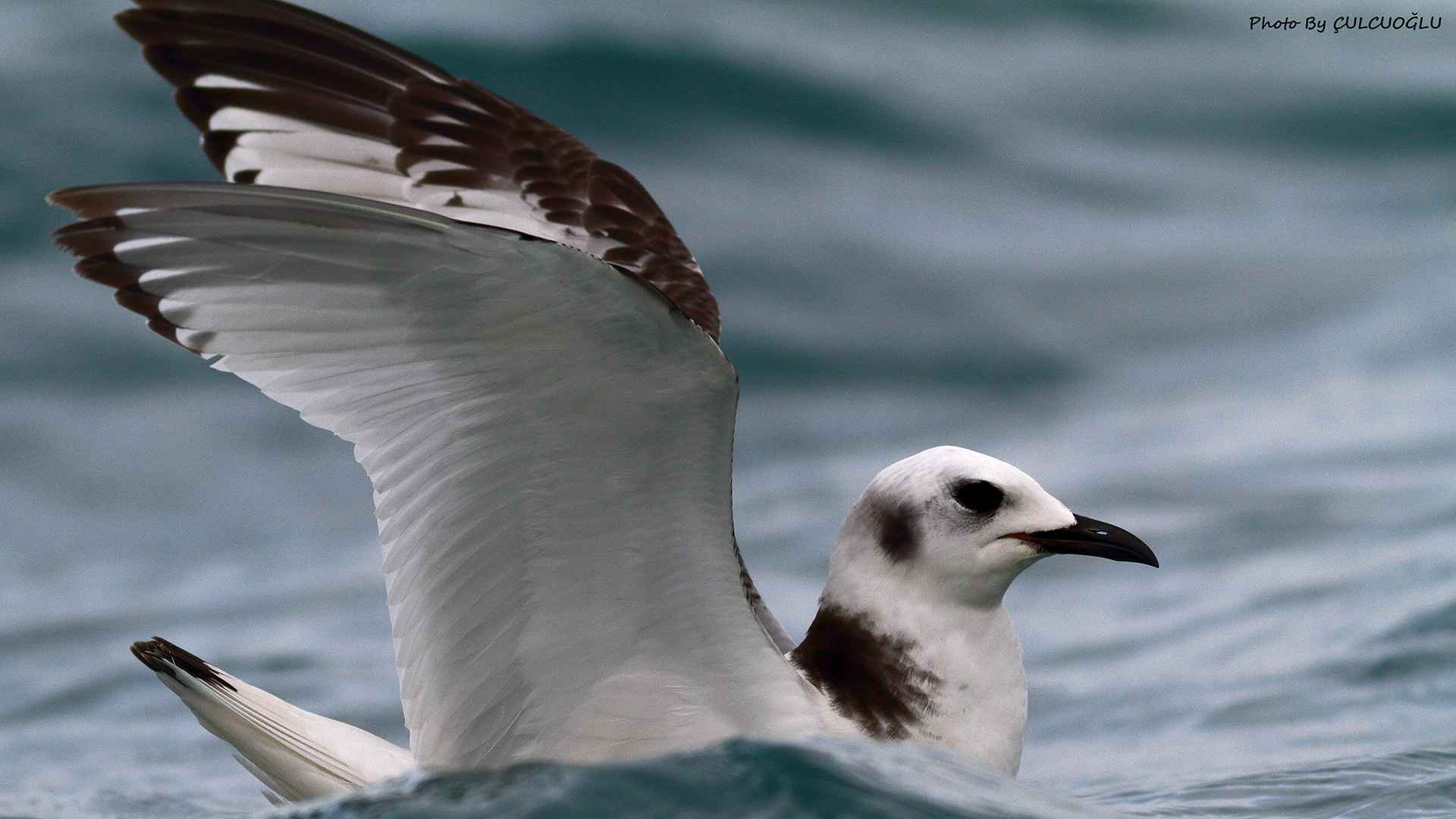 Black-legged Kittiwake